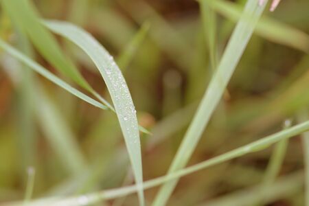 Green grass with water drops in a summer garden after rain close-up. Retro style
