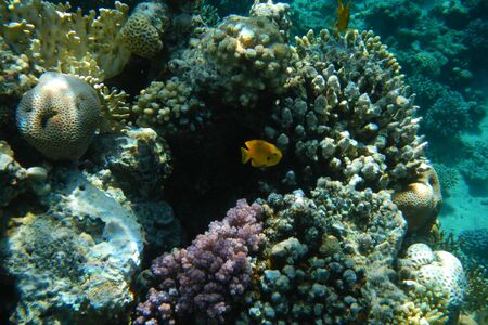Colorful tropical fish swim among corals in the Red Sea, Egyptの写真素材