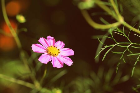 Bright cosmos flower lit by the bright sun in the summer garden close up, retro styleの写真素材