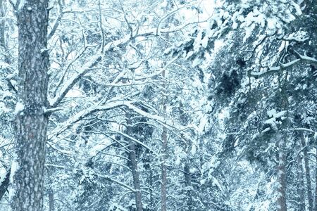 Dense snow covered trees in a winter forest. Natural backgroundの写真素材