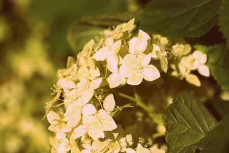 Hydrangea flower with dew drops in the shade of trees in a summer garden close-up. Retro style toned