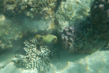 Funny Picasso fish swims in the water of the Pacific Ocean near the Fiji Islands