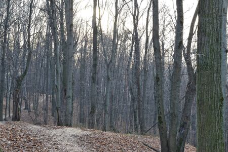 Empty city park in the morning on a frosty day in late autumnの写真素材