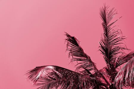 Palm tree against a sky on a sunny day. Tropical background pink color tonedの写真素材