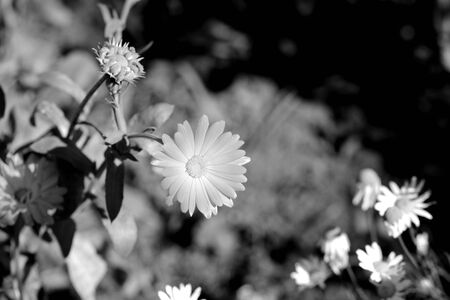 Calendula flower on a bright summer day in the garden closeup. Black and white. Monochrome natural backgroundの写真素材
