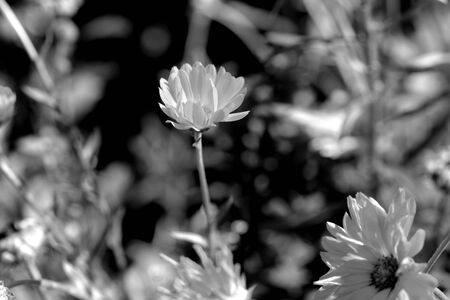 Calendula flower on a bright summer day in the garden closeup. Black and white. Monochrome natural backgroundの写真素材