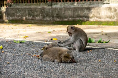 Monkeys on the territory of the Ubud sacred monkey forest. Bali, Indonesiaの写真素材