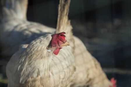 White hens graze in an outdoor garden on a sunny day
