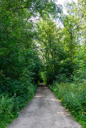 Path in the summer forest among the green trees. Natural backgroundの写真素材