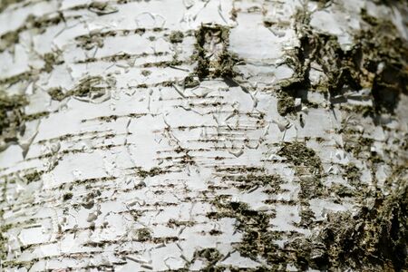 Birch tree bark texture close-up. Natural backgroundの写真素材