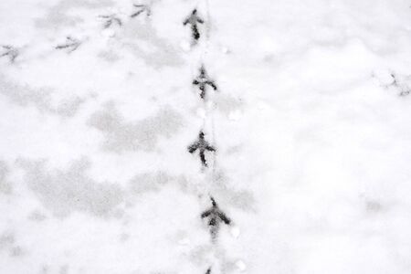Traces of bird paws on the snow. Winter background