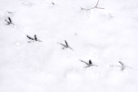 Traces of bird paws on the snow. Winter backgroundの写真素材