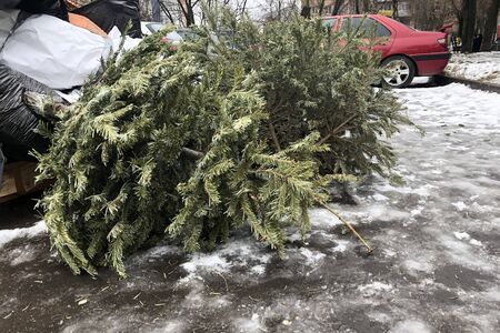 Discarded Christmas trees in the trash after the holidaysの写真素材