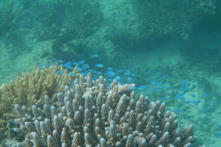 Tropical fish swims in the water of the Pacific Ocean near the Fiji Islandsの写真素材