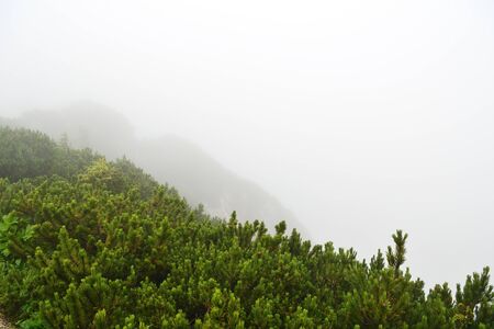 Misty morning in the alpine mountains. Bavaria, Germany. Mystical natural backgroundの写真素材