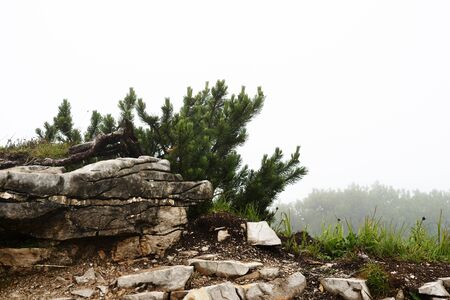 Misty morning in the alpine mountains. Bavaria, Germany. Mystical natural backgroundの写真素材