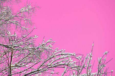 Snow covered tree branches against the backdrop of an unreal pink sky. Abstract natural backgroundの写真素材