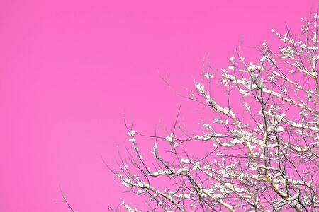 Snow covered tree branches against the backdrop of an unreal pink sky. Abstract natural backgroundの写真素材
