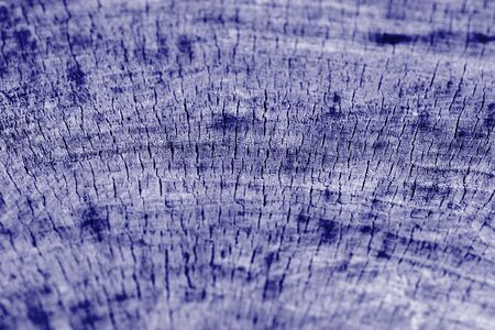 Tree cut texture close up. Wooden background blue color tonedの写真素材
