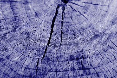 Tree cut texture close up. Wooden background blue color tonedの写真素材