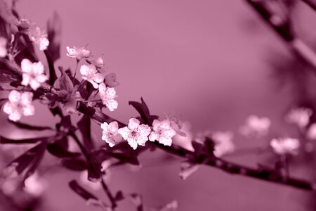 Beautiful blossoming tree in spring time close up, pink color toned