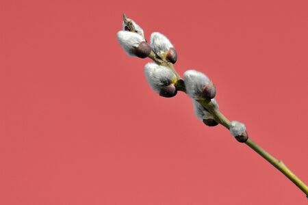 Pussy-willow branch on an abstract red background close upの写真素材