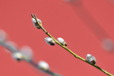 Pussy-willow branch on an abstract red background close up