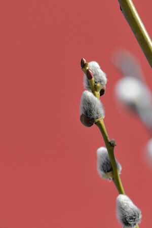 Pussy-willow branch on an abstract red background close upの写真素材