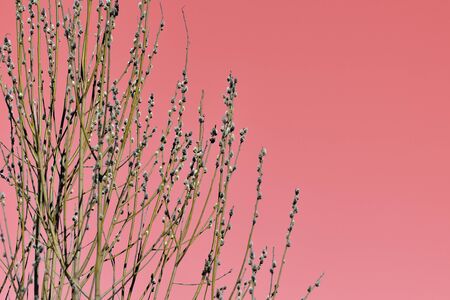 Pussy-willow bush on a pink. Spring and easter backgroundの写真素材
