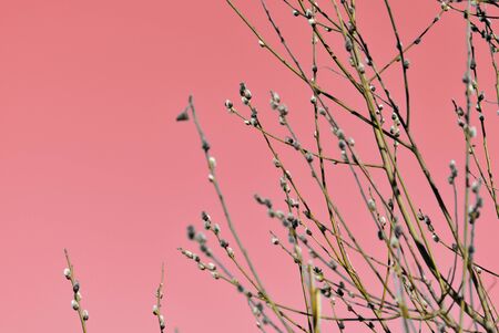 Pussy-willow bush on a pink. Spring and easter backgroundの写真素材