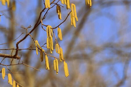 Blooming alder tree in spring day close-up. Retro style toned.
