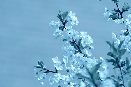 Cherry tree flowers on a sunny day. Spring background blue color tonedの写真素材