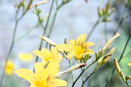 Yellow lily flowers in a summer garden on a bright sunny day close-upの写真素材