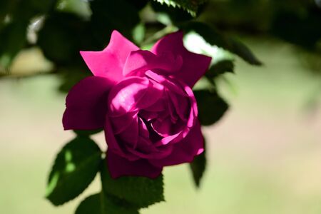 Beautiful bright pink rose flower lit by the bright sun in a summer garden close-upの写真素材