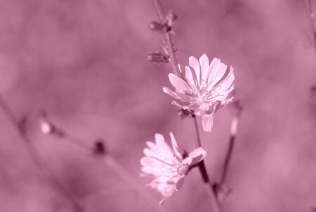 Tender chicory flowers on the summer glade lit by bright sun close up. Pink color tonedの写真素材