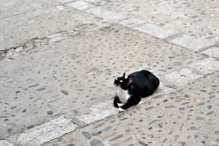 Cute black and white cat lying in the street and looking up waiting for a treatの写真素材