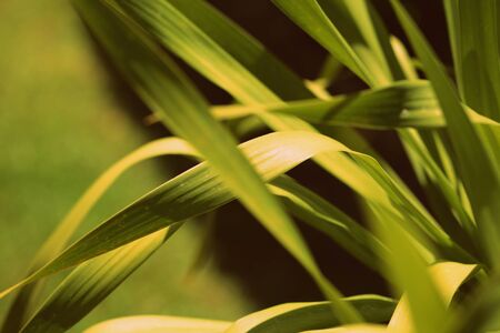 Leaves of tropical plants lit by the bright summer sun close-up. Natural background retro style tonedの写真素材