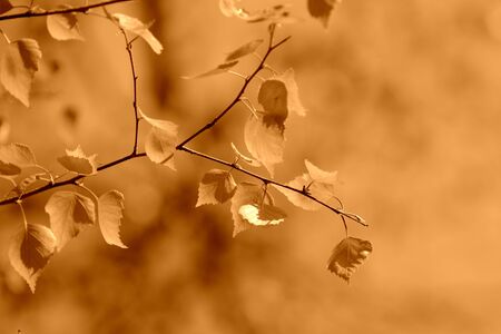 Young birch leaves lit by the sun on a spring day. Natural background brown color toned