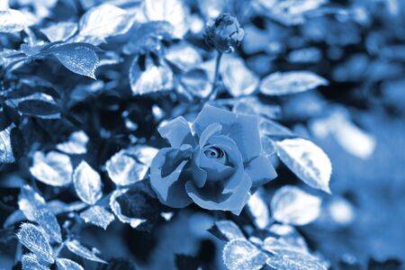 Beautiful rose blooms in a summer garden close-up. Blue color tonedの写真素材