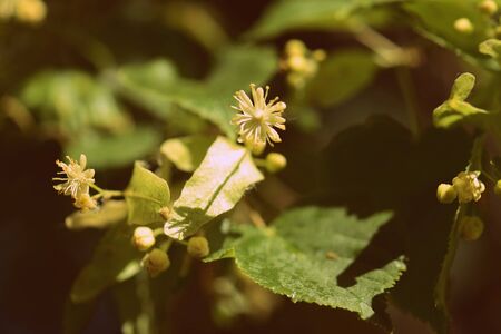 Blooming linden tree on a bright sunny spring day close-up. Retro style toned