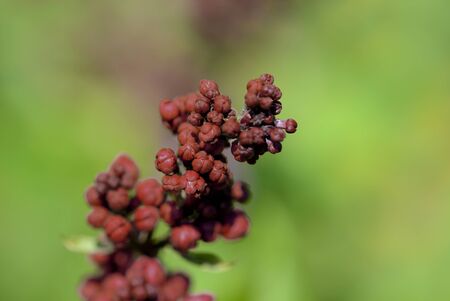 Dark red lilac blossoms in the spring garden. Natural floral backgroundの写真素材