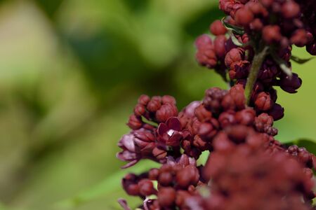 Dark red lilac blossoms in the spring garden. Natural floral backgroundの写真素材