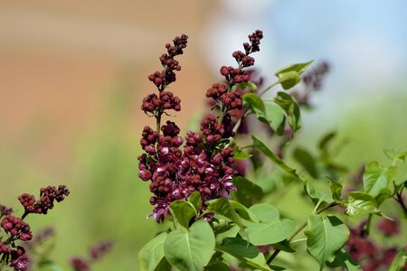 Dark red lilac blossoms in the spring garden. Natural floral backgroundの写真素材