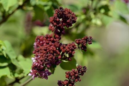 Dark red lilac blossoms in the spring garden. Natural floral backgroundの写真素材