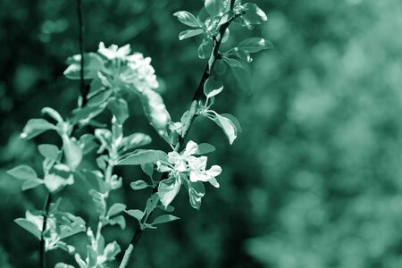 Beautiful blooming apple tree on a spring day. Green color tonedの写真素材
