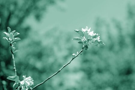 Beautiful blooming apple tree on a spring day. Green color tonedの写真素材
