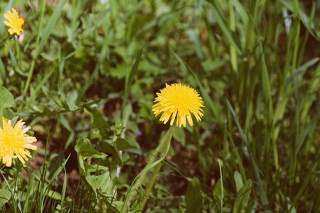 Bright dandelion on a sunlit lawn on a summer day close-up. Retro style tonedの写真素材