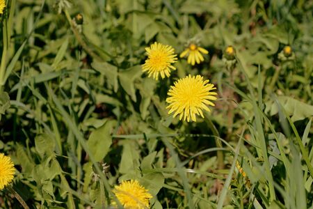 Yellow dandelions on a sunlit lawn on a summer day close-up. Retro style tonedの写真素材