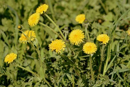Yellow dandelions on a sunlit lawn on a summer day close-up. Retro style tonedの写真素材