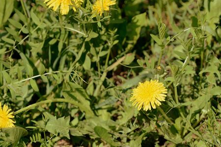 Yellow dandelions on a sunlit lawn on a summer day close-up. Retro style tonedの写真素材